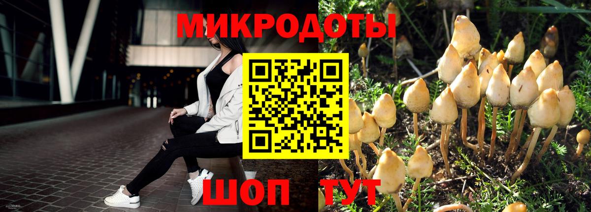 Галлюциногенные грибы Psilocybine cubensis Ртищево
